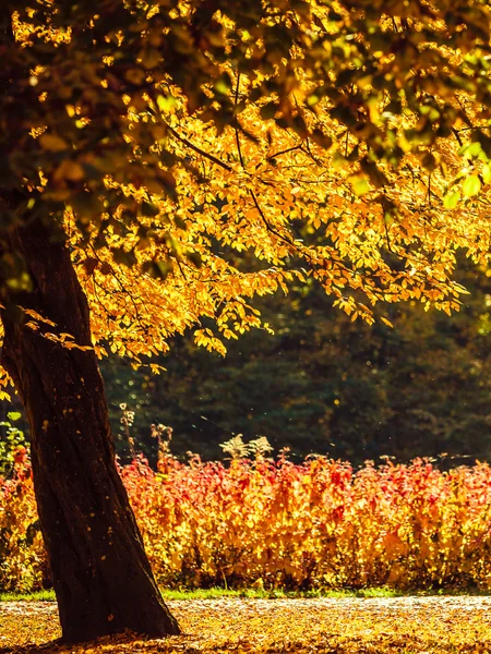 Herbstkulisse im Park — Stockfoto