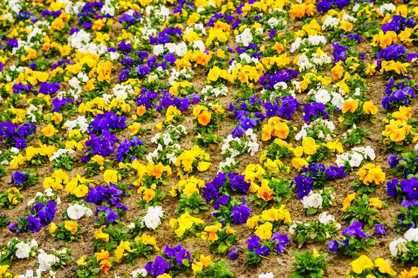 Flores de pansies. Fundo colorido ou textura . — Fotografia de Stock