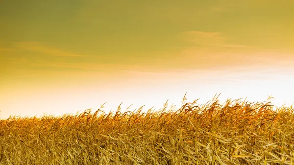 Campo de maíz al atardecer amarillo —  Fotos de Stock