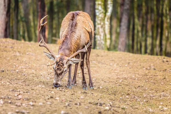 Deer stag in autumn fall forest — Stock Photo, Image