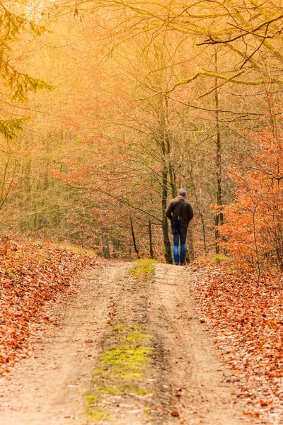 Rear view man walking in autumn forest. — Stock Photo, Image