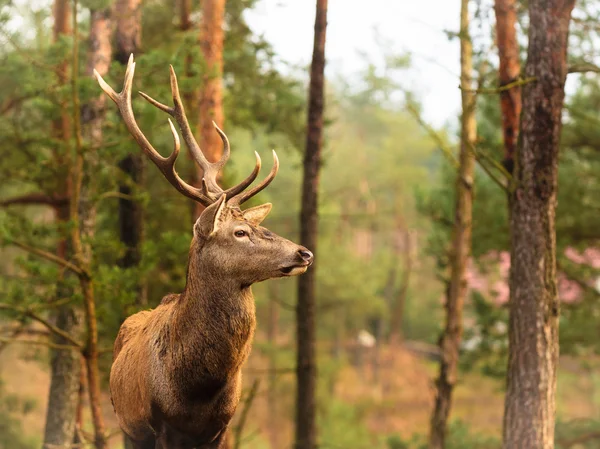 Veado vermelho na floresta de outono — Fotografia de Stock