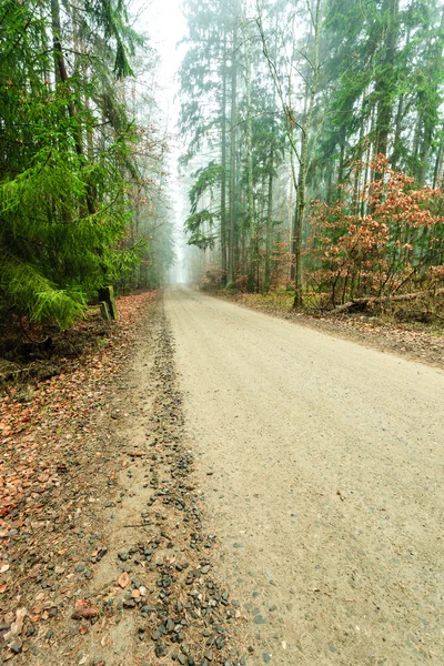 穿过雾蒙蒙的秋天森林的路 — 图库照片