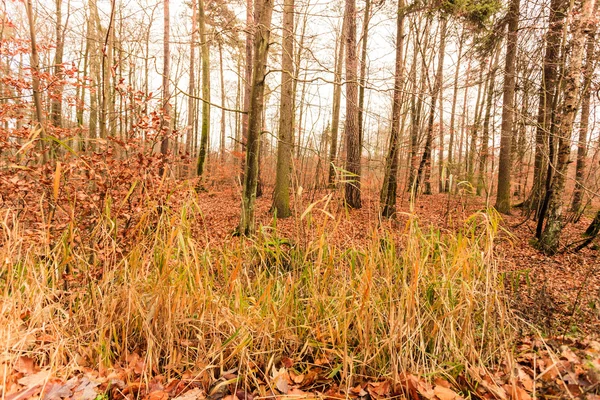 Folhas no outono no chão da floresta — Fotografia de Stock