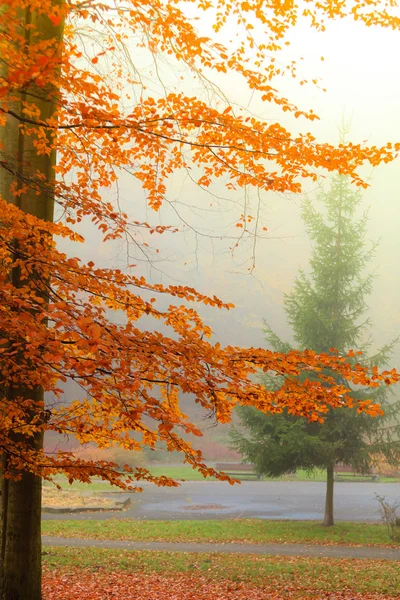 Nebbioso parco autunnale nella nebbia — Foto Stock