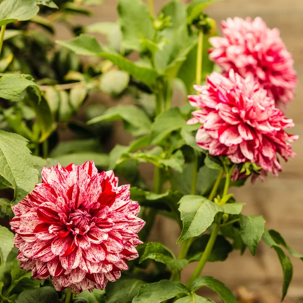 庭にピンクの花。春や夏 — ストック写真