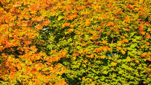 Árvores de queda amarelo laranja folhas natureza fundo — Fotografia de Stock