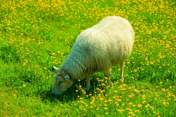 Sheep on beautiful mountain meadow — Stock Photo, Image