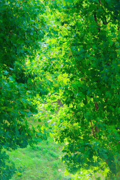 Hojas de árbol verde — Foto de Stock