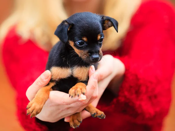 Mujer abrazando su cachorro perro — Foto de Stock