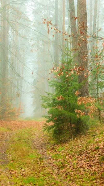 Pathway through the misty autumn forest — Stock Photo, Image