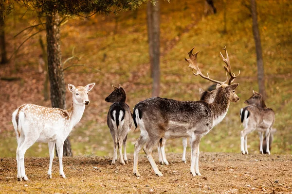 Kudde herten in het wild — Stockfoto