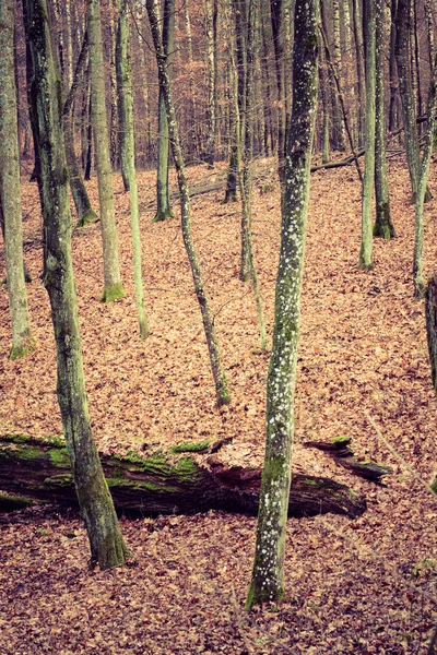 Herfstbos met bomen — Stockfoto