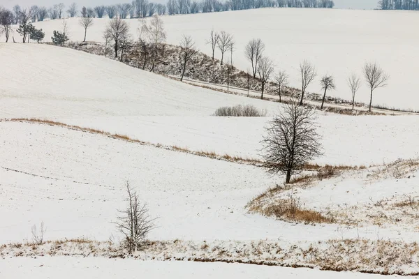 Árboles en el campo cubiertos de nieve . — Foto de Stock