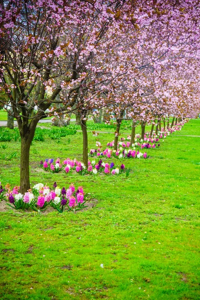 Cherry trees in a row. Garden spring blossom. — Stock Photo, Image