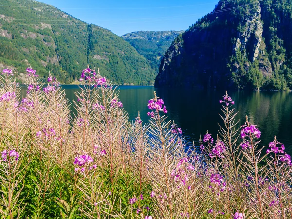 Turismo y viajes. Paisaje y fiordo en Noruega . — Foto de Stock