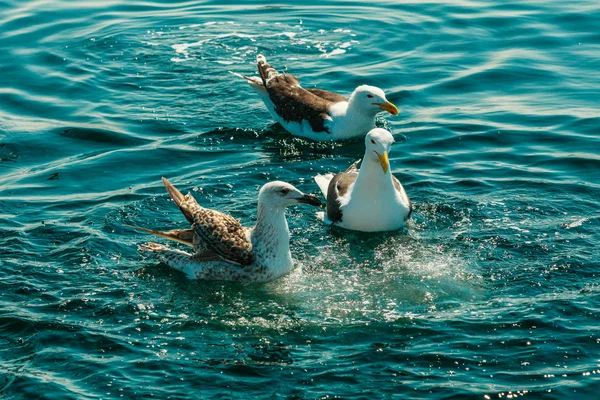 Seagull birds sit in the water of the sea — Stock Photo, Image