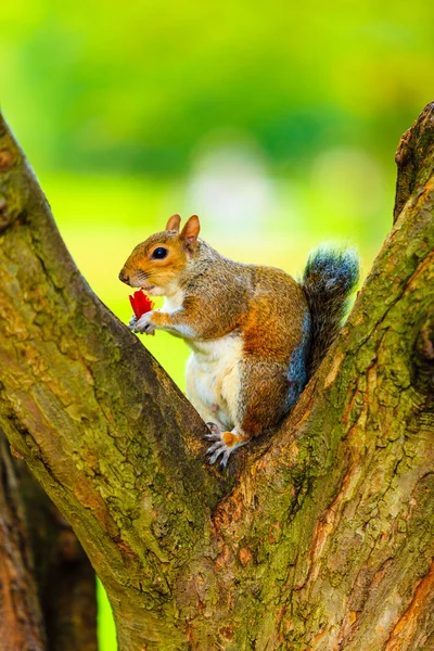 Scoiattolo grigio nel parco autunnale che mangia mela — Foto Stock