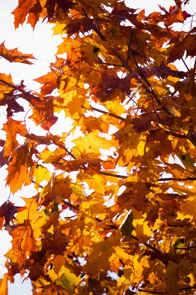 Otoño hojas caída árboles naturaleza fondo — Foto de Stock