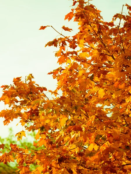 Autumn leaves fall trees nature background — Stock Photo, Image