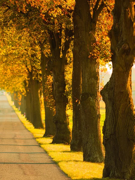 Road running through tree alley. Autumn — Stock Photo, Image