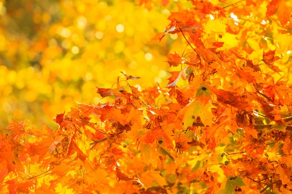 Autumn leaves fall trees nature background — Stock Photo, Image