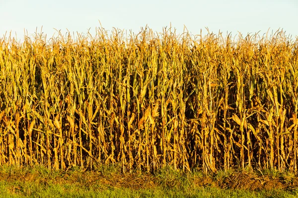 Corn field at the sunset — Stock Photo, Image
