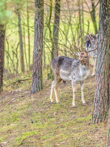 Kudde herten in het wild — Stockfoto