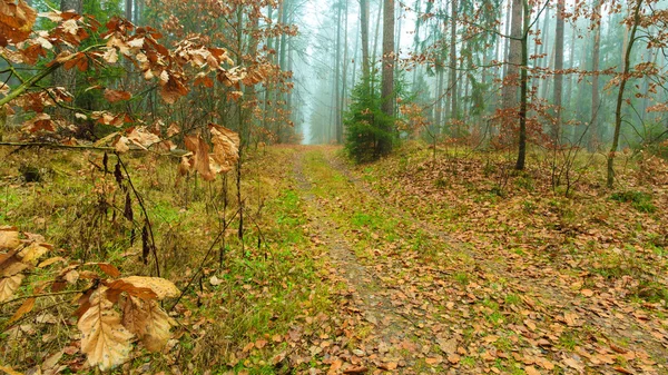 Sentier à travers la forêt brumeuse d'automne — Photo