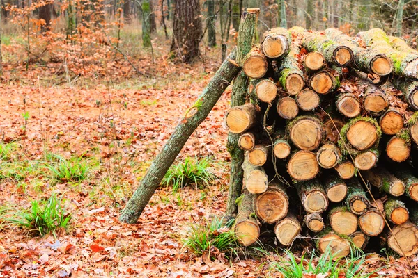 Big pile of wood in autumn forest — Stock Photo, Image