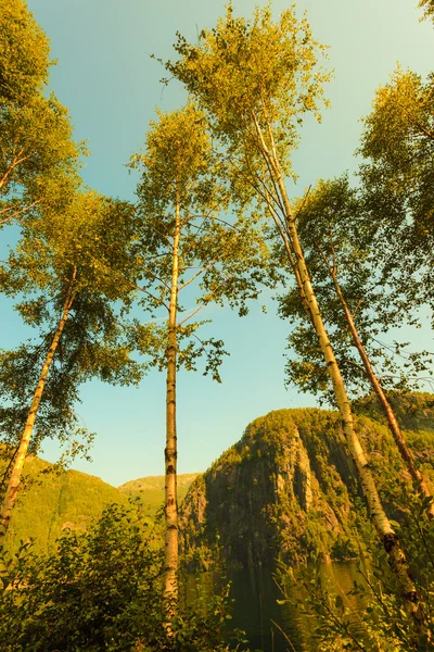 Birich trees against the blue sky — Stock Photo, Image