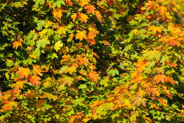 Fall trees yellow orange leaves — Stock Photo, Image