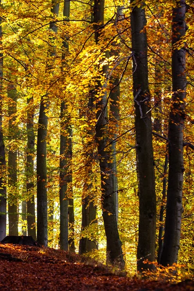 Prachtig park in heldere kleuren van de herfst — Stockfoto