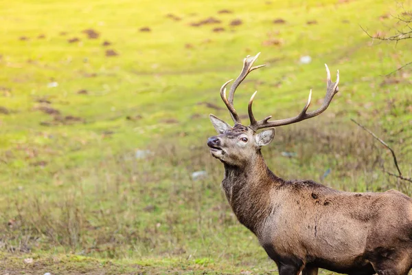 Red deer hert op weide — Stockfoto