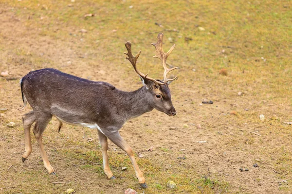 Hertenhert in herfstbos — Stockfoto