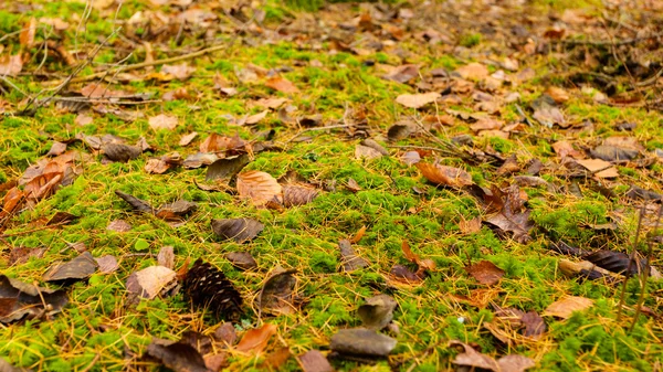 Bakgrund av fallna höstlöv. — Stockfoto