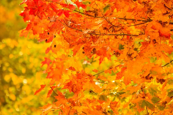 Autumn leaves fall trees nature background — Stock Photo, Image