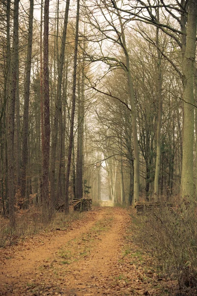 森の中の田舎道 — ストック写真