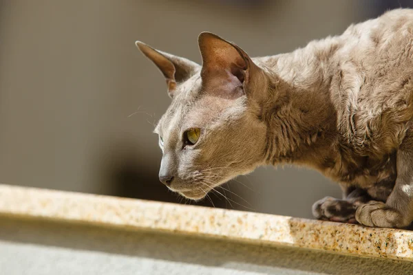 Egyptische mau kat — Stockfoto