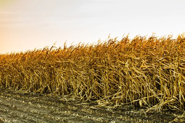 Corn field at the sunset — Stock Photo, Image