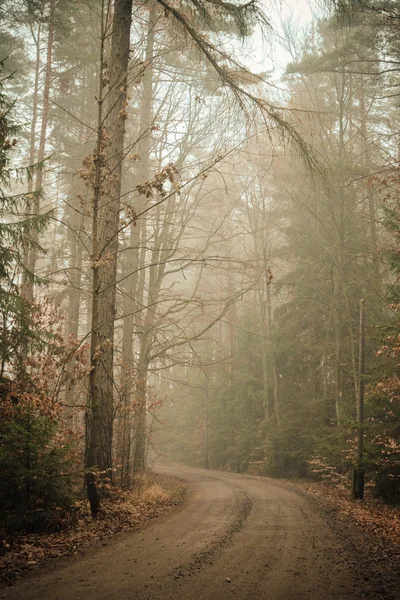Camino a través del nublado bosque otoñal —  Fotos de Stock