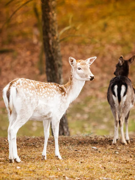 Kudde herten in het wild — Stockfoto