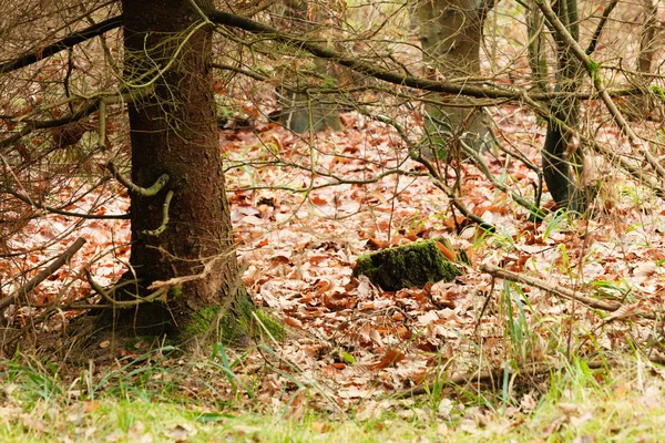 Herbstwald mit Bäumen — Stockfoto