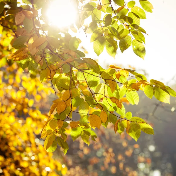 Hojas brillantes de otoño — Foto de Stock