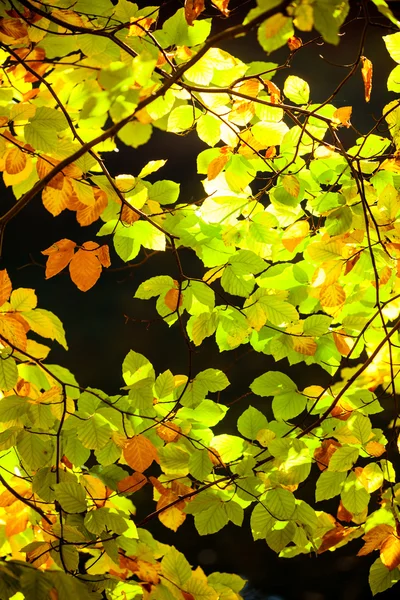 Bright autumn leaves — Stock Photo, Image