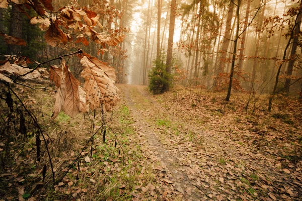 Ścieżka przez mglisty jesienny las — Zdjęcie stockowe