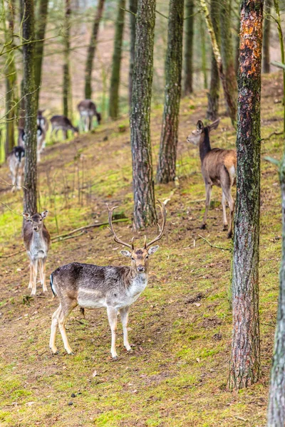 Stado jeleni w środowisku naturalnym — Zdjęcie stockowe