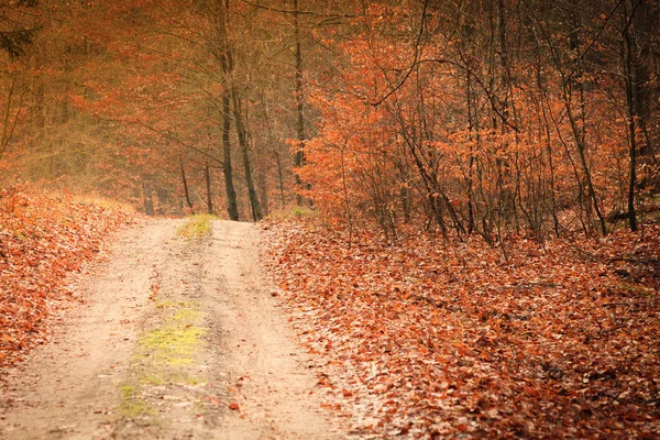 Camino de campo en el bosque —  Fotos de Stock