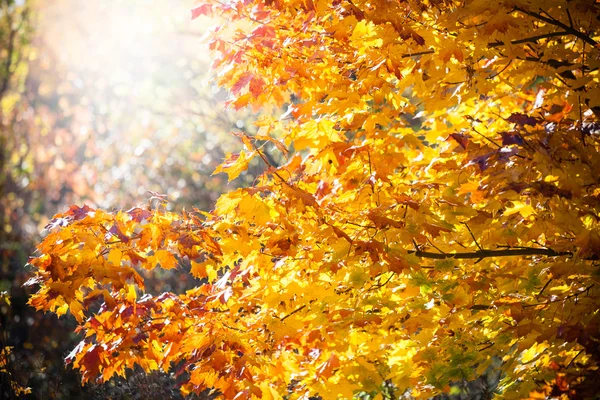 Helle Herbstblätter — Stockfoto