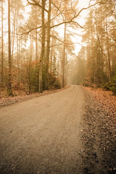 Percorso attraverso la nebbiosa foresta autunnale — Foto Stock